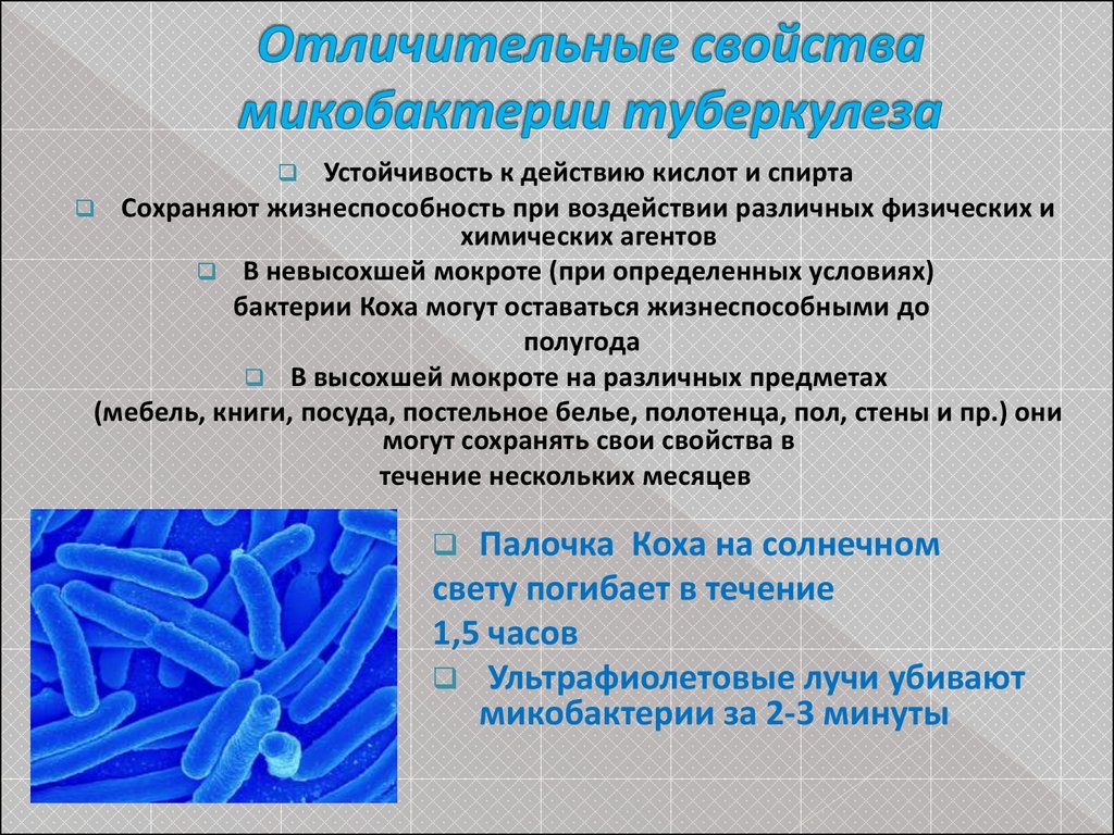 Возбудители туберкулеза тест. Палочки – микобактерия туберкулеза. Особенности микобактерии туберкулеза. Микобактерия туберкулеза характеристика. Морфологические свойства микобактерий туберкулеза.