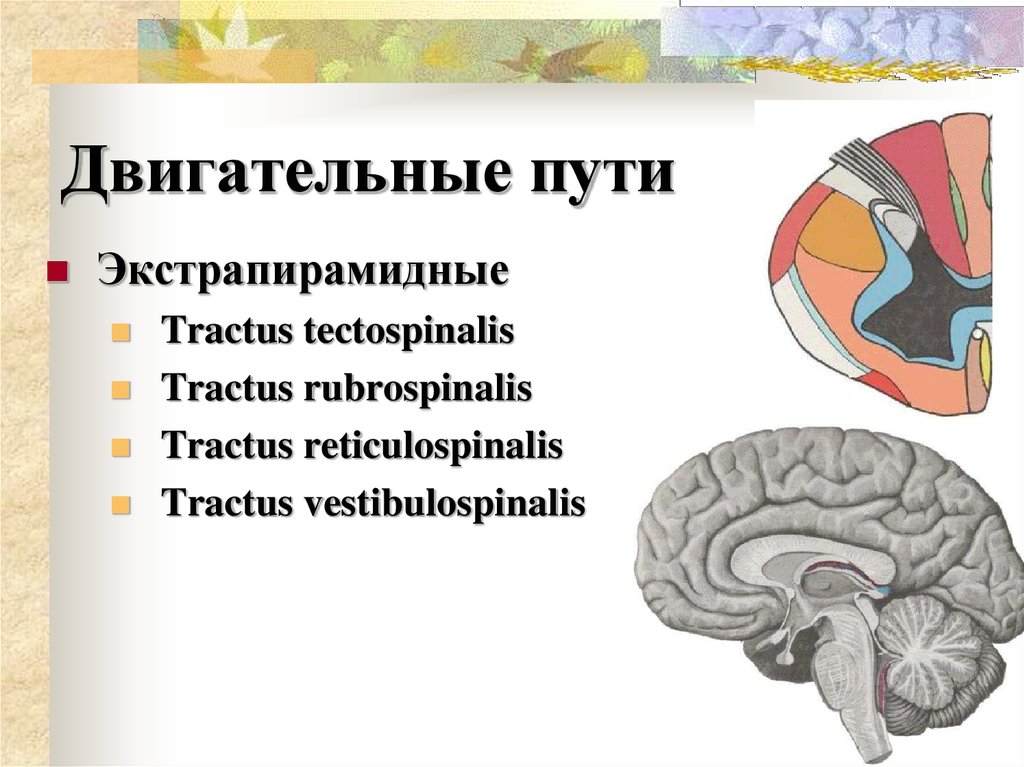 Моторный путь. Двигательный путь. Екфсегы еусещ-Ызштфдшы. Тектоспинальный путь. Экстрапирамидные двигательные пути.