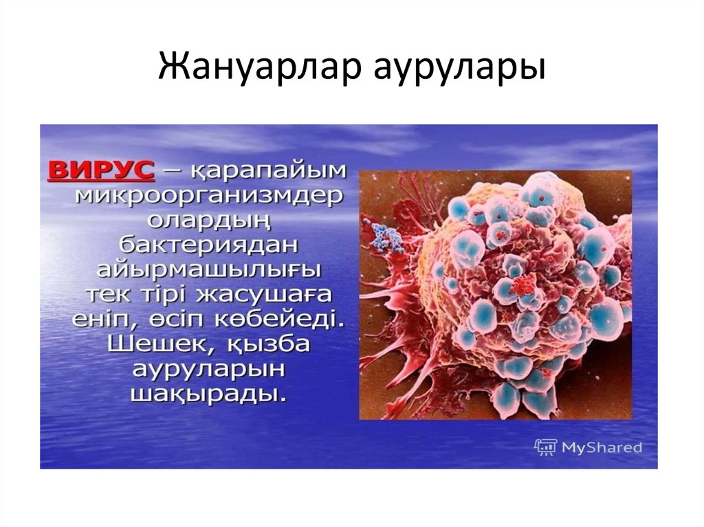 Шешек ауруы презентация