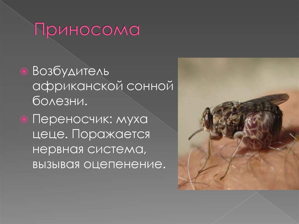 Основной хозяин муха цеце основной хозяин человек. Муха ЦЕЦЕ переносчик сонной болезни. Муха ЦЕЦЕ переносчик малярии. Муха ЦЕЦЕ болезнь трипаносомоз.