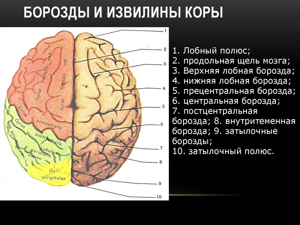 Извилины. Строение полушарий головного мозга доли борозды извилины. Строение головного мозга доли борозды извилины. Анатомия коры головного мозга доли борозды извилины.