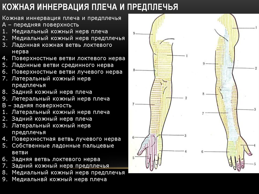 Поверхности предплечья. Кожная иннервация верхней конечности. Иннервация локтевого нерва. Мышечно-кожный нерв иннервирует мышцы предплечья. Зоны иннервации кожи кисти.