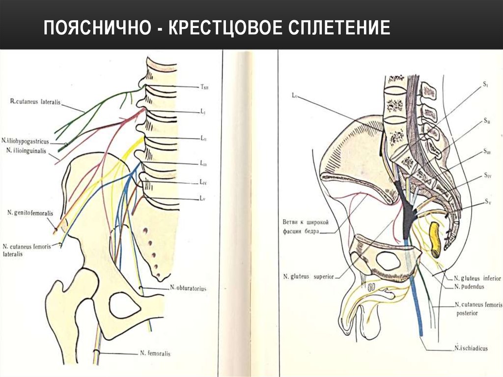 Крестцовое сплетение схема