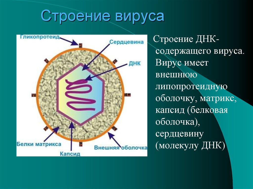 Вирусы биология задания. Структура вируса схема. Строение вируса биология 10. Схема строения клетки вируса. Схема строения вируса биология 9 класс.