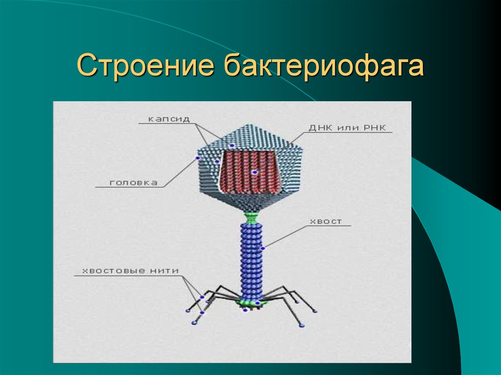 Неклеточное строение вирусов. Неклеточные формы жизни бактериофаги. Плазматическая мембрана бактериофага. Строение вируса строение бактериофага. Строение бактериефага 9 кл.