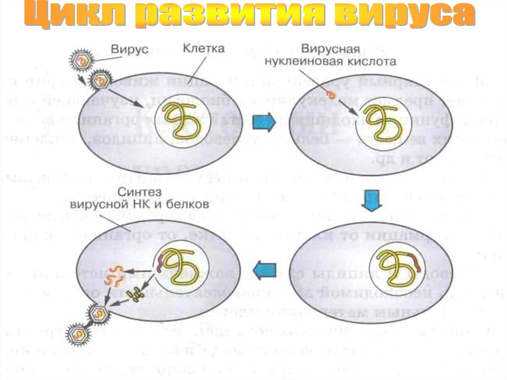 Как происходит размножение вирусов вызывающих спид. Жизненный цикл вируса схема. Жизненный цикл вируса биология. Цикл развития вируса рисунок. Стадии жизненного цикла вируса.