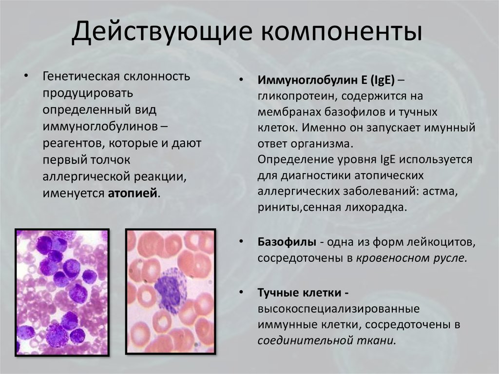 Эозинофилы иммуноглобулин. Базофилы и тучные клетки. Функция тучных клеток и базофилов. Эозинофилы, базофилы и тучные клетки. Базофилы цвет.