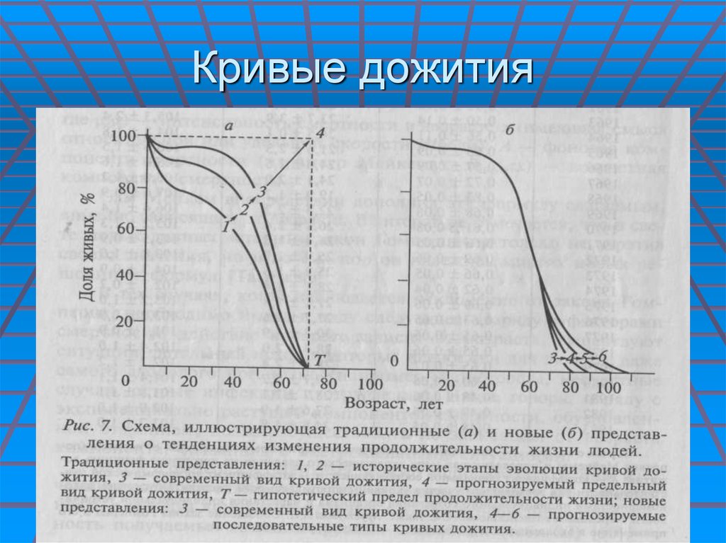 Периоды дожития по годам