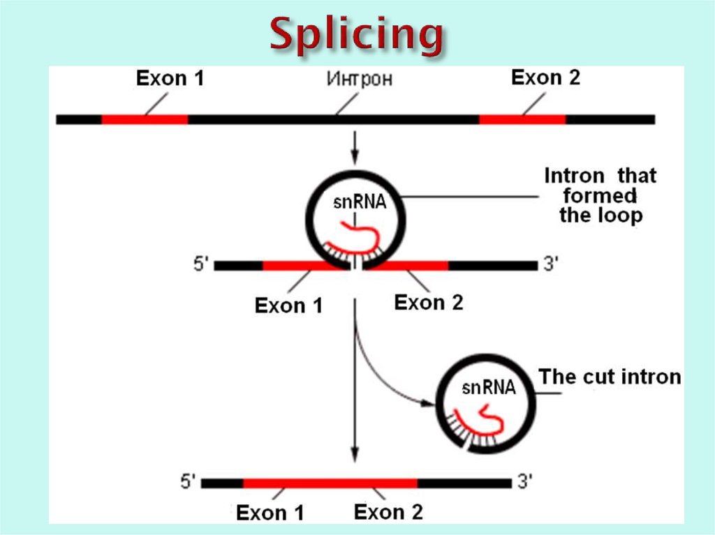 Splicing