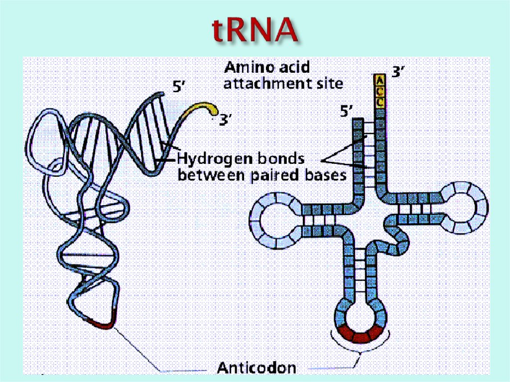 tRNA