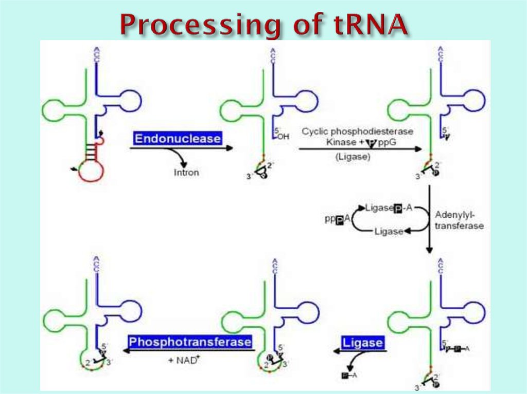 Processing of tRNA
