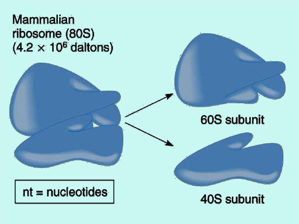 Co synthesis