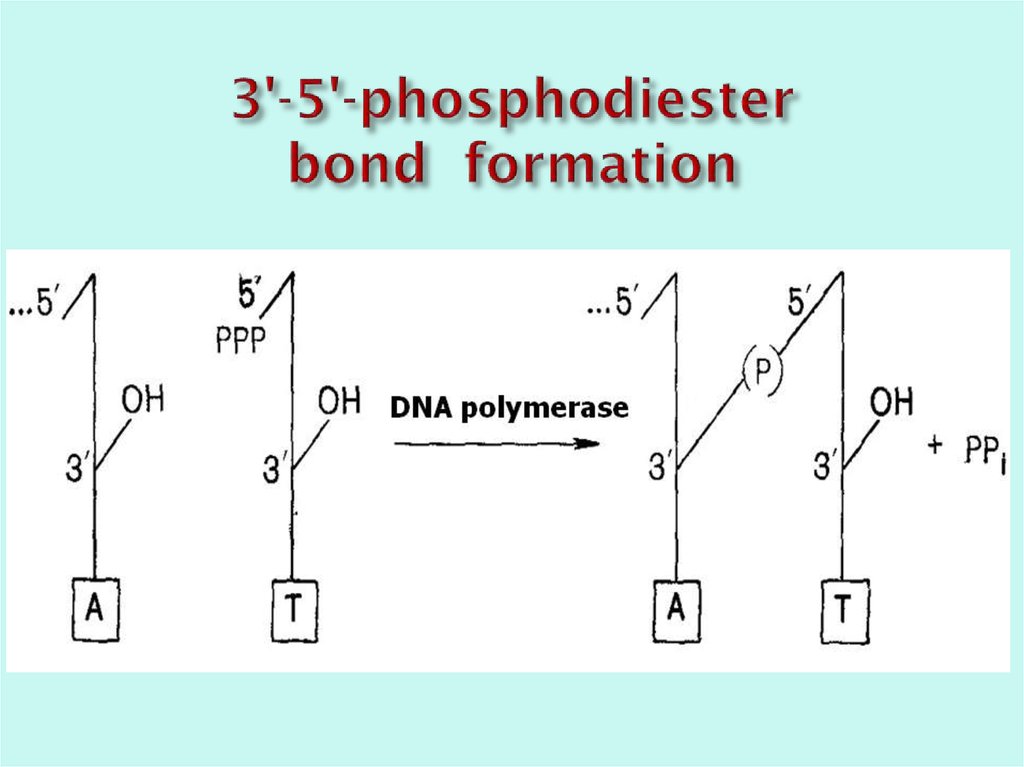 3'-5'-phosphodiester bond  formation