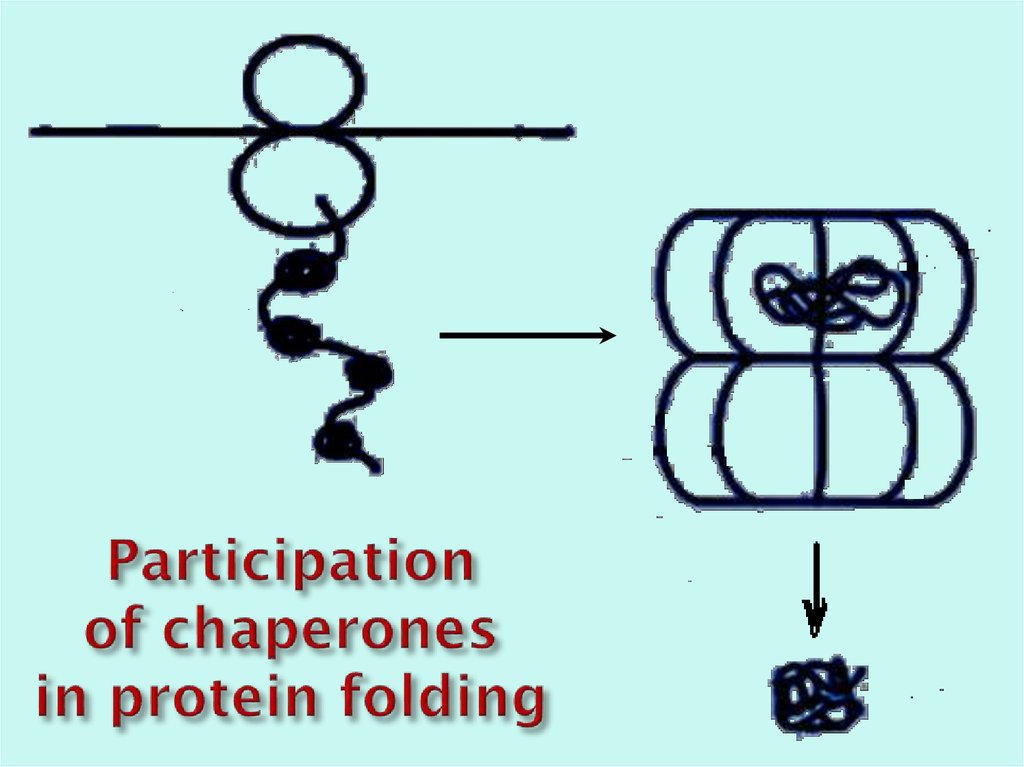 Participation of chaperones in protein folding
