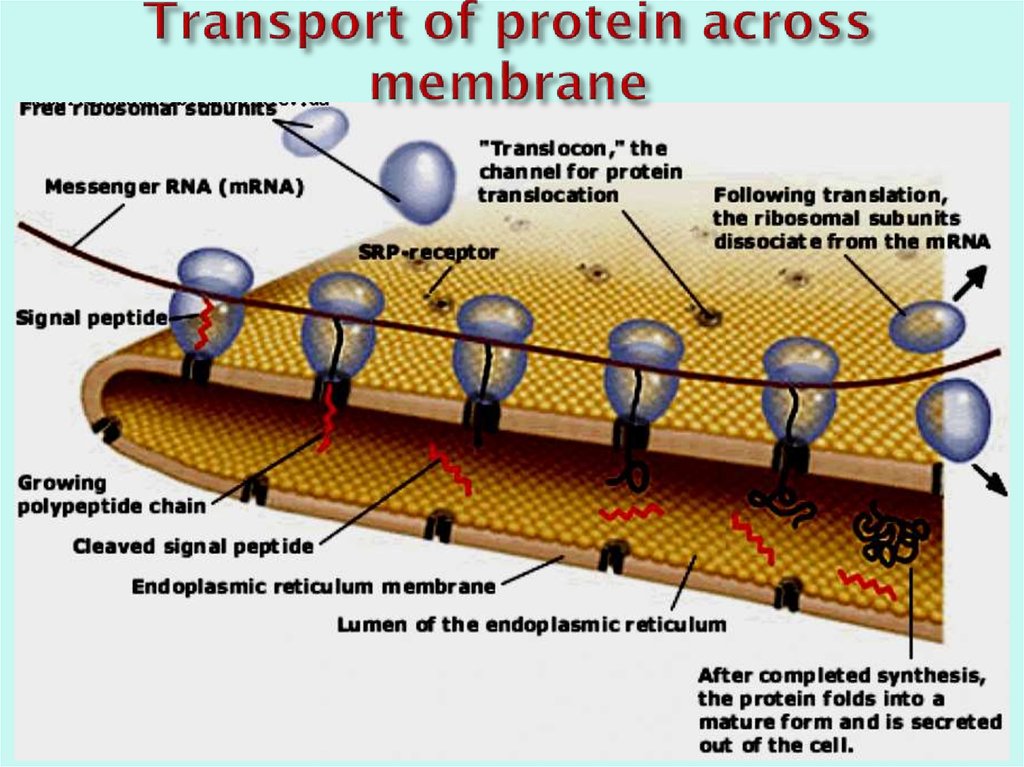 Transport of protein across membrane