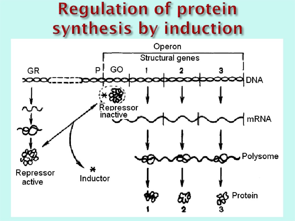 Regulation of protein synthesis by induction