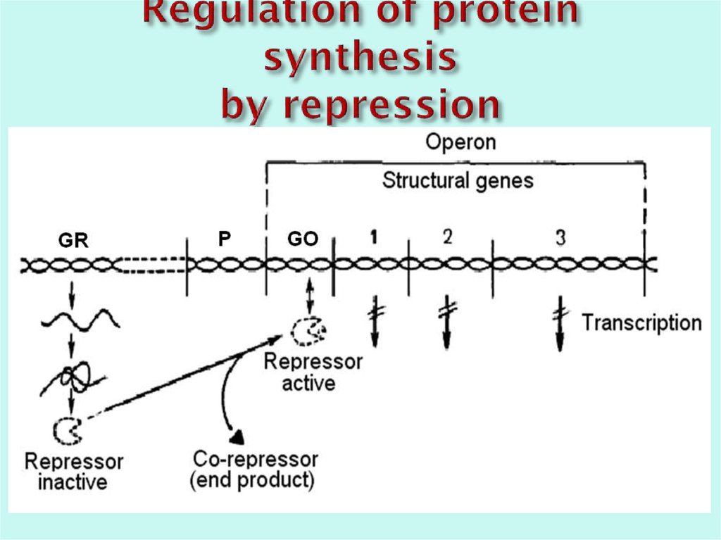 Regulation of protein synthesis by repression