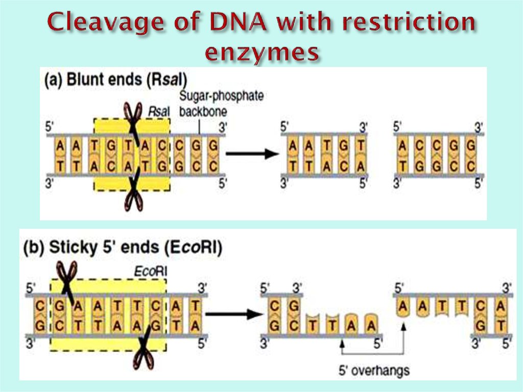 Cleavage of DNA with restriction enzymes