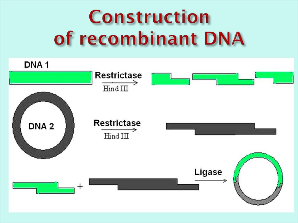 Construction of recombinant DNA