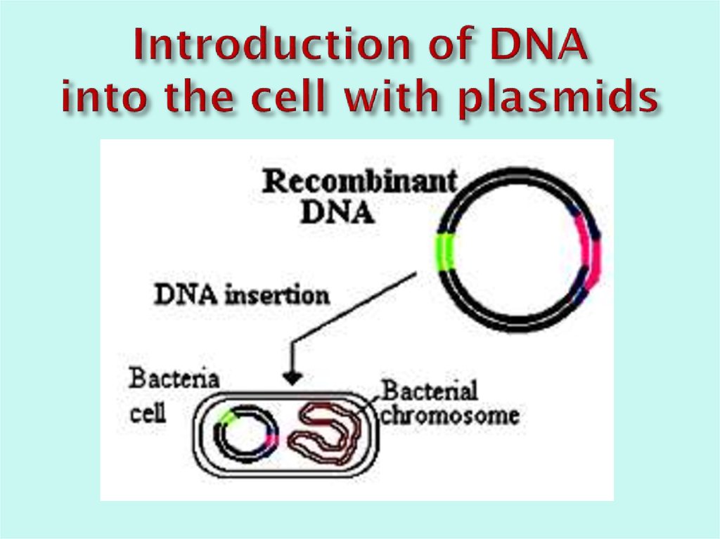 Introduction of DNA into the cell with plasmids