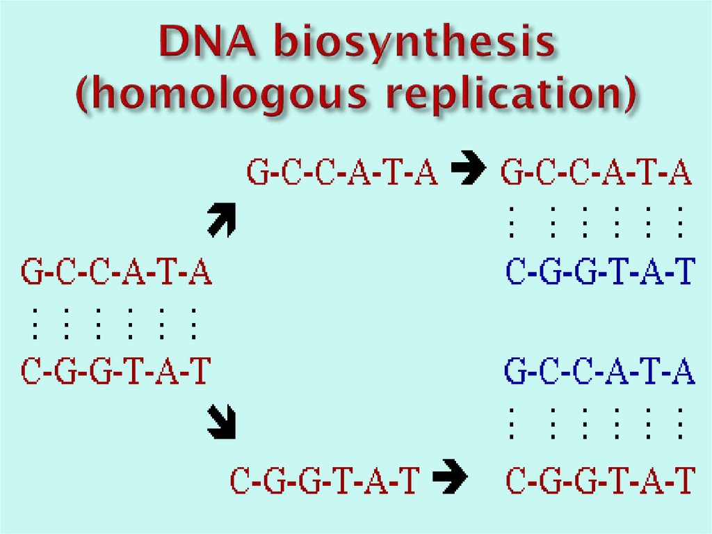 DNA biosynthesis (homologous replication)