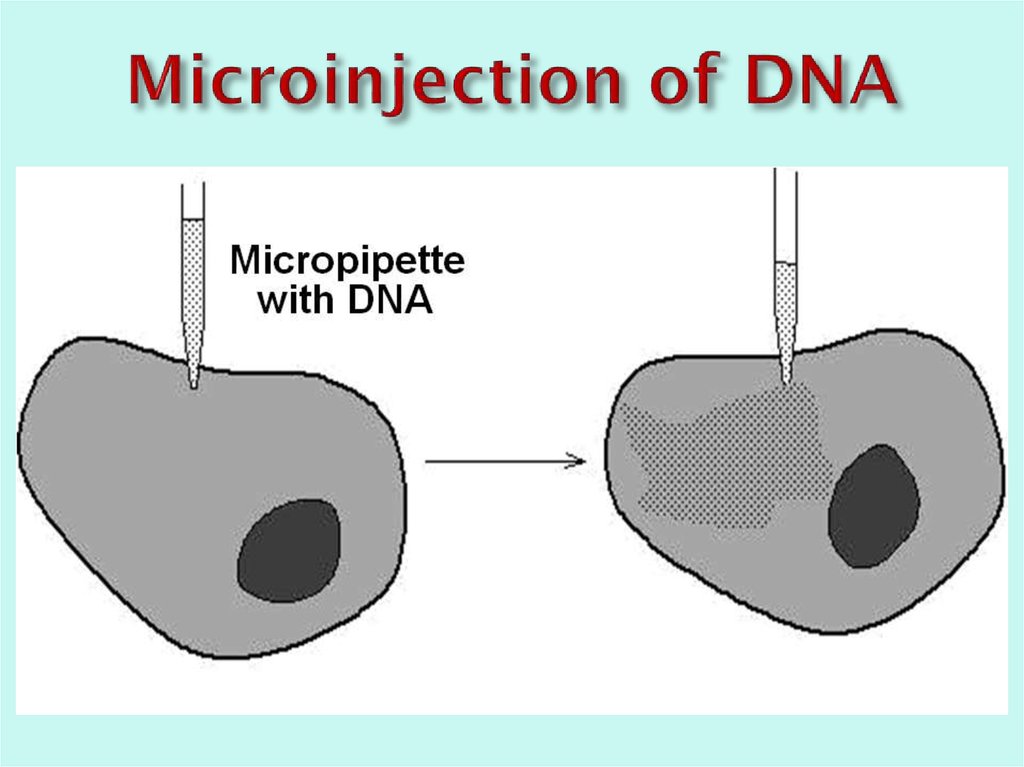Microinjection of DNA