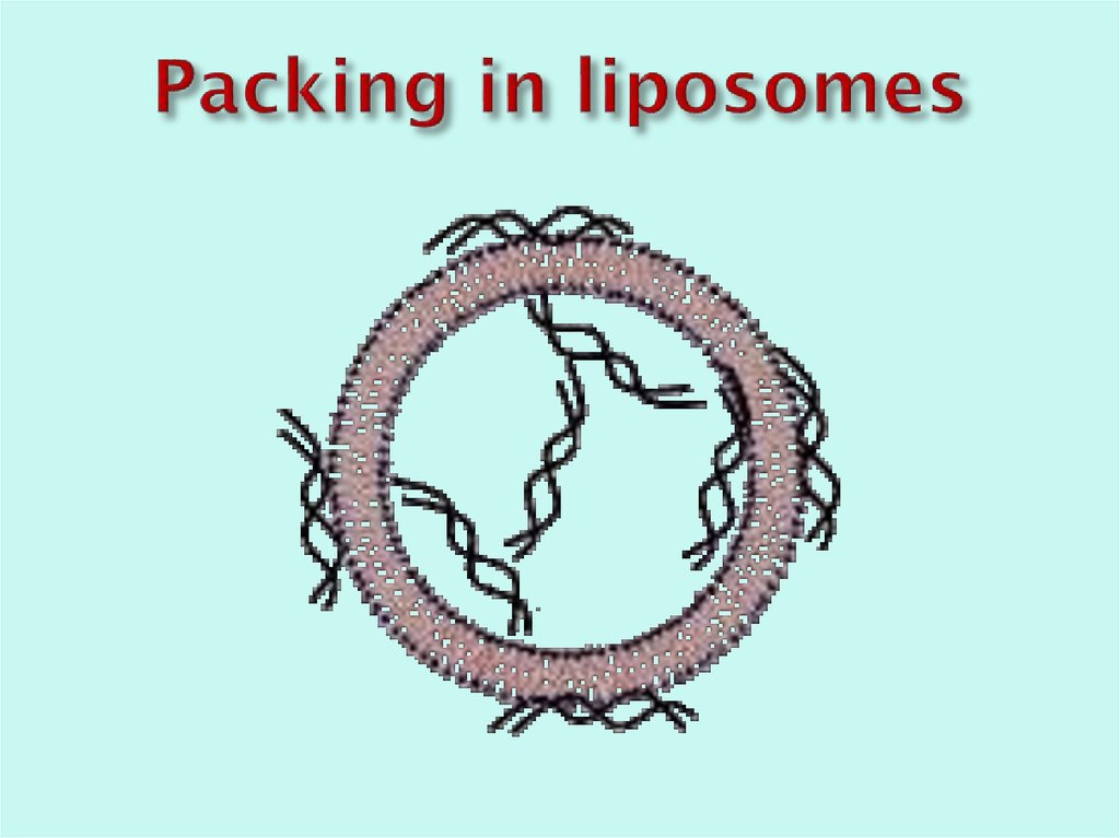 Packing in liposomes