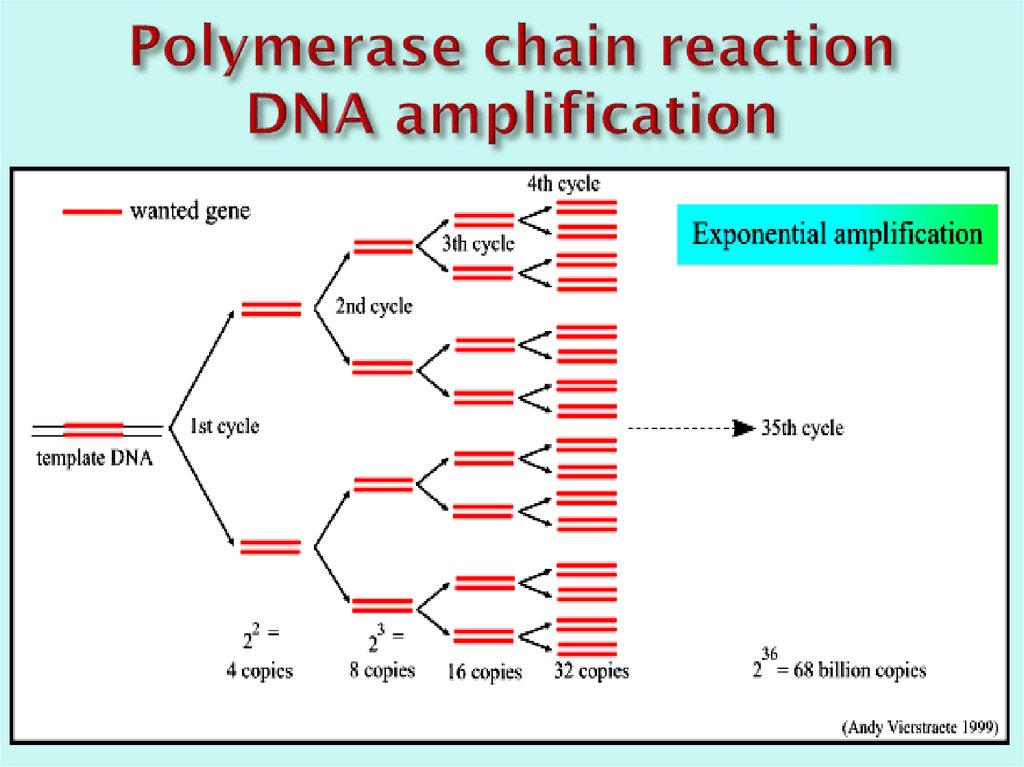 Polymerase chain reaction DNA amplification