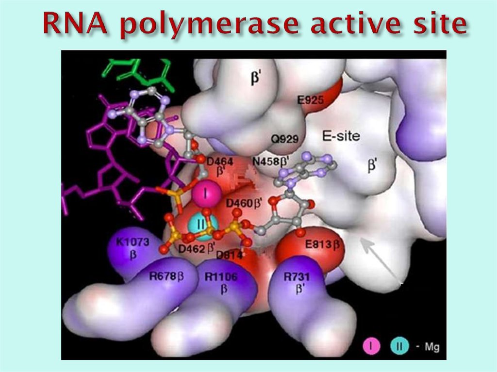 Сигма фактор. RNA polymerase. Сигма фактор РНК полимеразы прокариот. ДНК полимераза магний. Сигма полимераза.