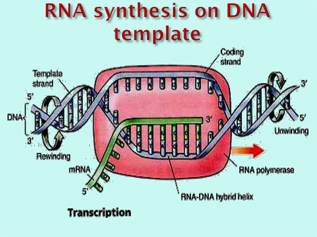 RNA synthesis on DNA template