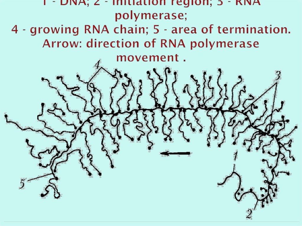 1 - DNA; 2 - initiation region; 3 - RNA polymerase; 4 - growing RNA chain; 5 - area of ​​termination. Arrow: direction of RNA