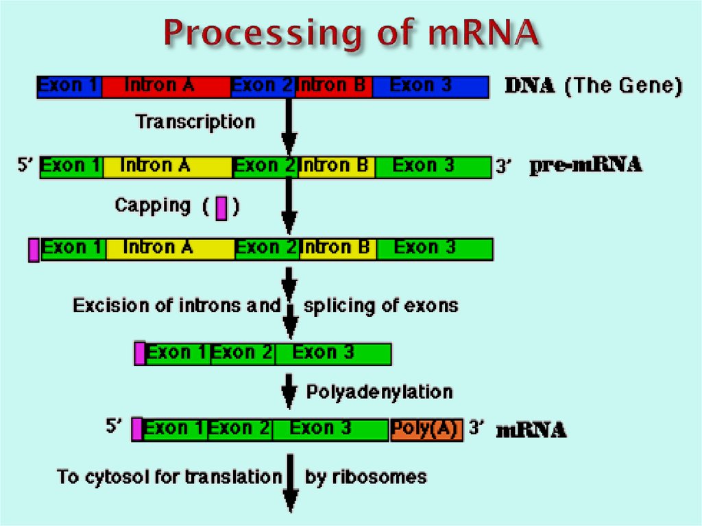 Processing of mRNA
