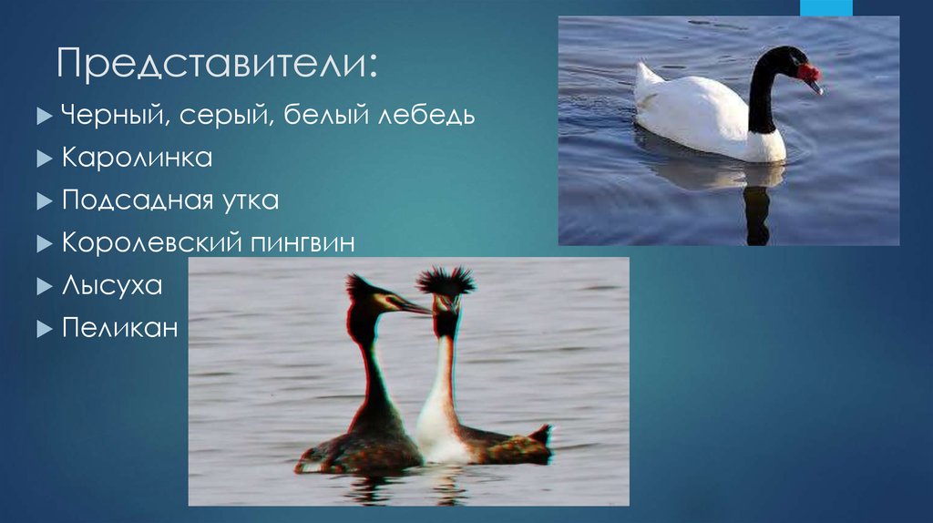 Представители: