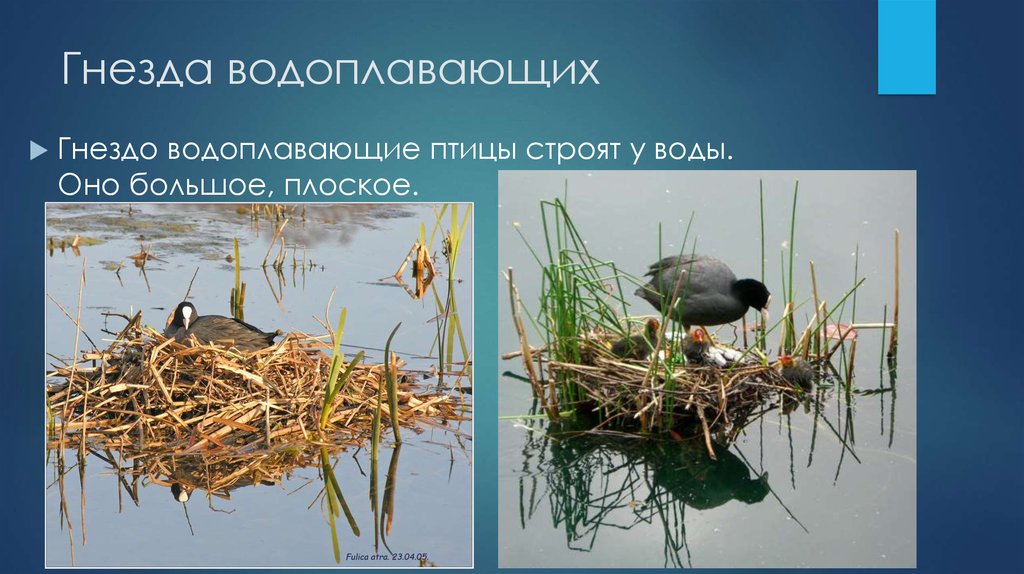 Водоплавающие жители водоема презентация