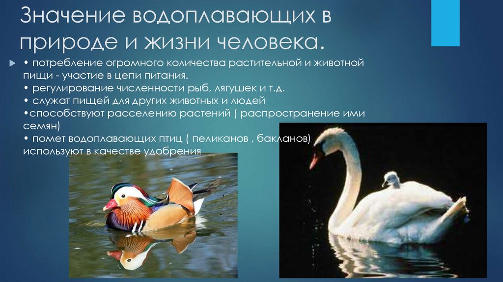 Какого значение в природе. Особенности водоплавающих птиц. Водоплавающие птицы характеристика. Птицы водоемов представители. Водоплавающие птицы особенности строения.