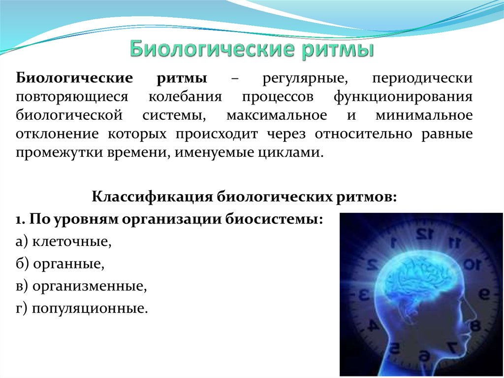 Биоритмы жизни проект по биологии