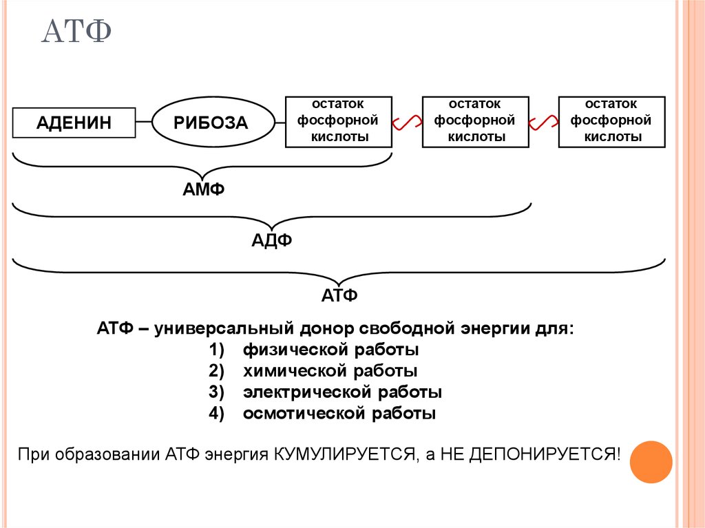 Как называется атф. Химическая структура АТФ. Схема строения АТФ. Структурные элементы АТФ. АТФ это в биологии схема.