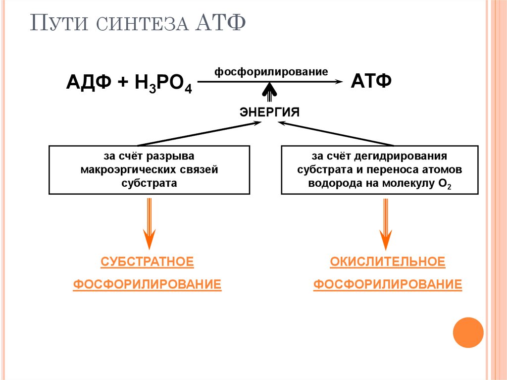 Синтез атф протекает. Способы образования АТФ В организме человека. Пути синтеза АТФ В организме. Пути синтеза АТФ окислительное фосфорилирование. Пути образования и использования АТФ В клетках.