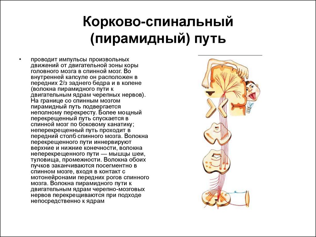 Схема пирамидальных путей