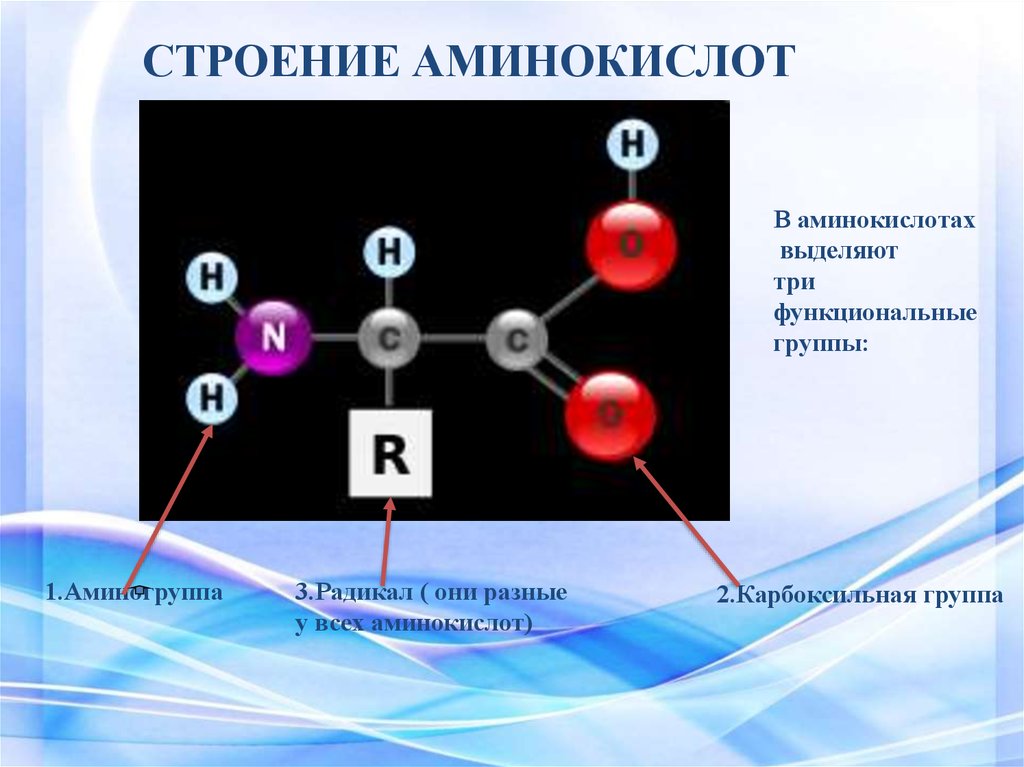 Структура аминокислот. Строение аминокислот и структура. Структурное строение аминокислот. Строение аминокислот функциональные группы. В аминокислотах выделяют три функциональные группы.