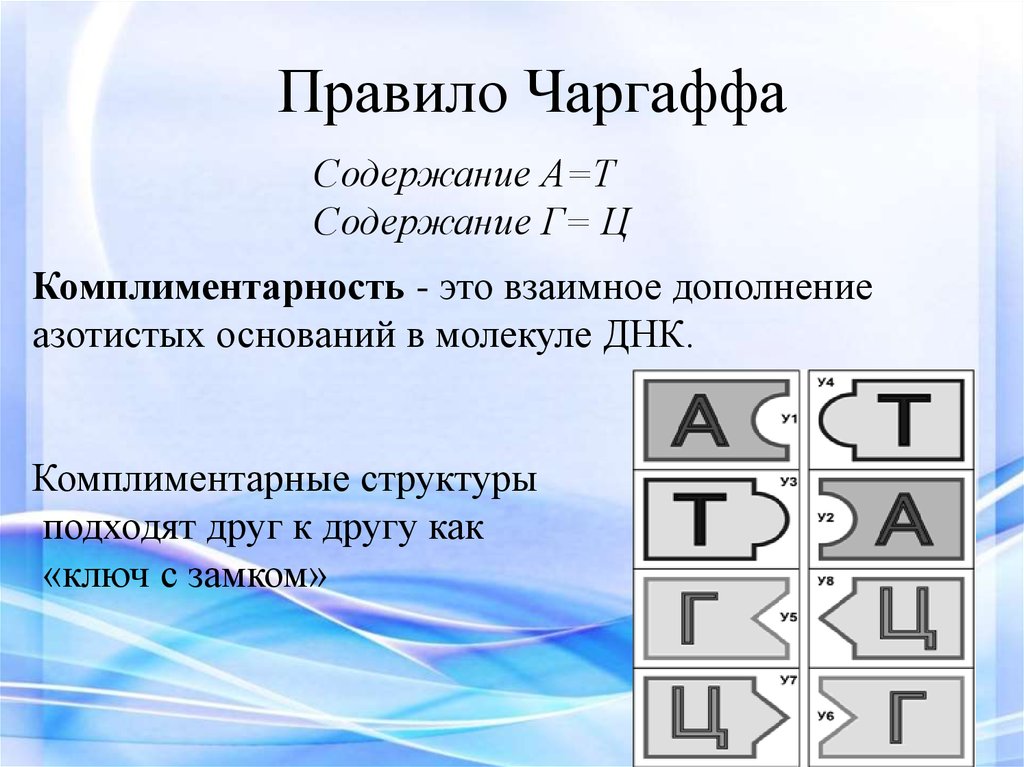 Т содержание. Правило комплементарности правило Чаргаффа. Принцип комплементарности Чаргаффа. А+Г Т+Ц правило Чаргаффа. Правило Чаргаффа для ДНК.