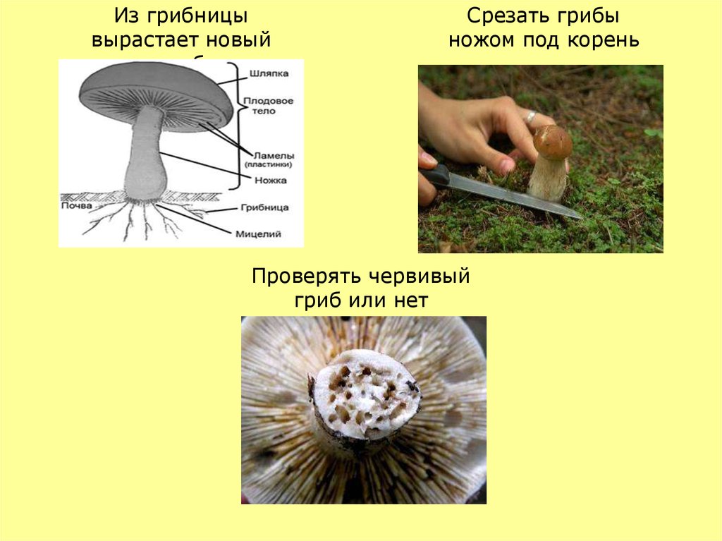 Грибы лучше срезать. Срезает гриб. Как срезать грибы. Почему грибы срезают. Срезание гриба ножом.