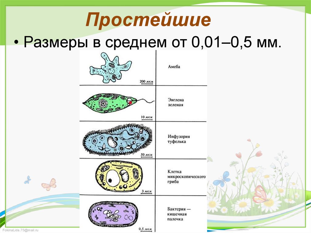 Простейшие 7 класс. Простейшие биология. Простейшие примеры. Простейшие организмы 7 класс биология. Простейшие организмы названия.