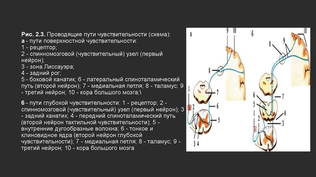 Поверхностная чувствительность схема