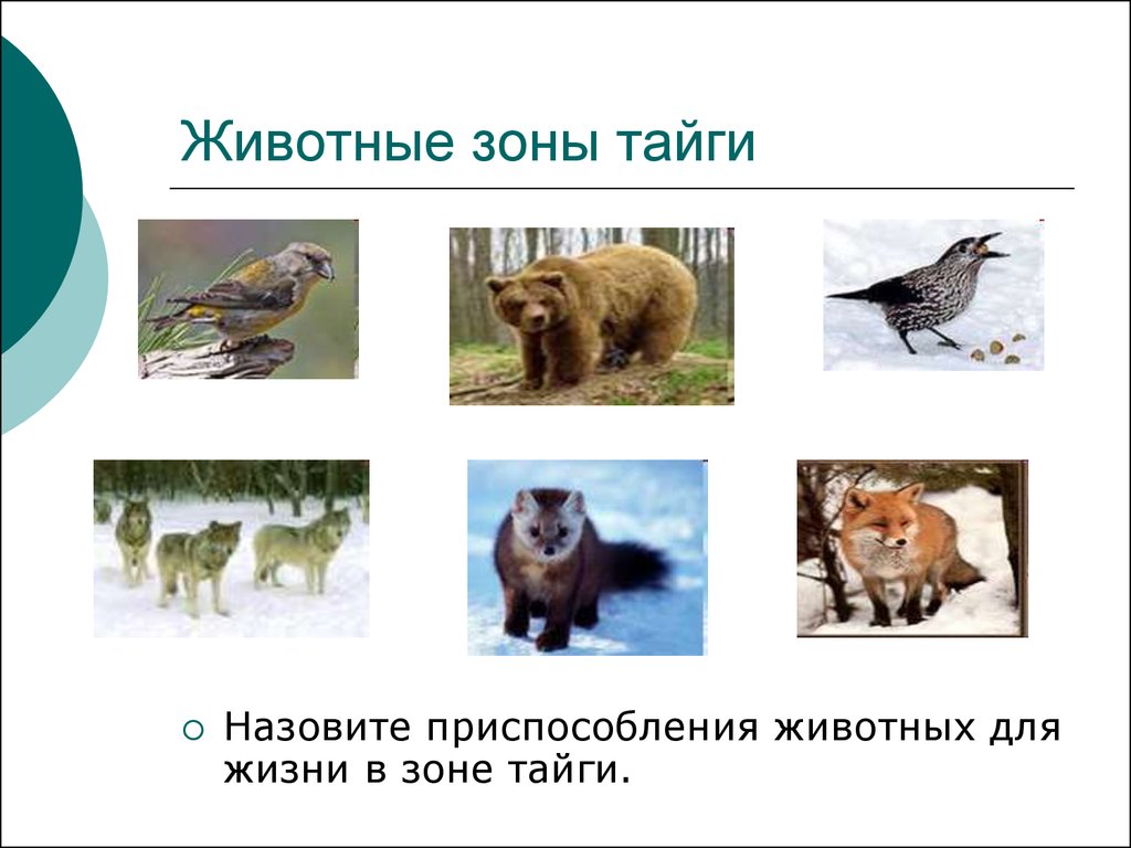 Животные зоны. Приспособления к условиям обитания в тайге. Приспособления животных в тайге России. Условия приспособления животных в тайге. Зона тайги животные.