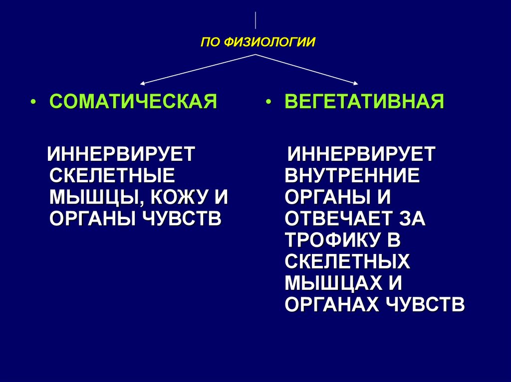 Иннервирует кожу и скелетные мышцы соматическая. Что иннервирует скелетные мышцы. Иннервирует кожу и скелетные мышцы. Иннервирует кожу и скелетные мышцы соматическая или вегетативная. Иннервирует скелетную мускулатуру соматическая или вегетативная.