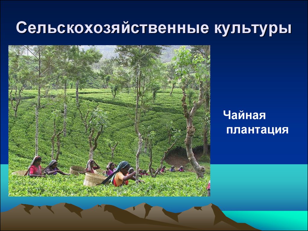 Цель индия. Земледельческие культуры. Сельскохозяйственные культуры древней Индии 5 класс. Земледельческие культуры в древней Индии. Природа и люди древней Индии сельхозкультуры.