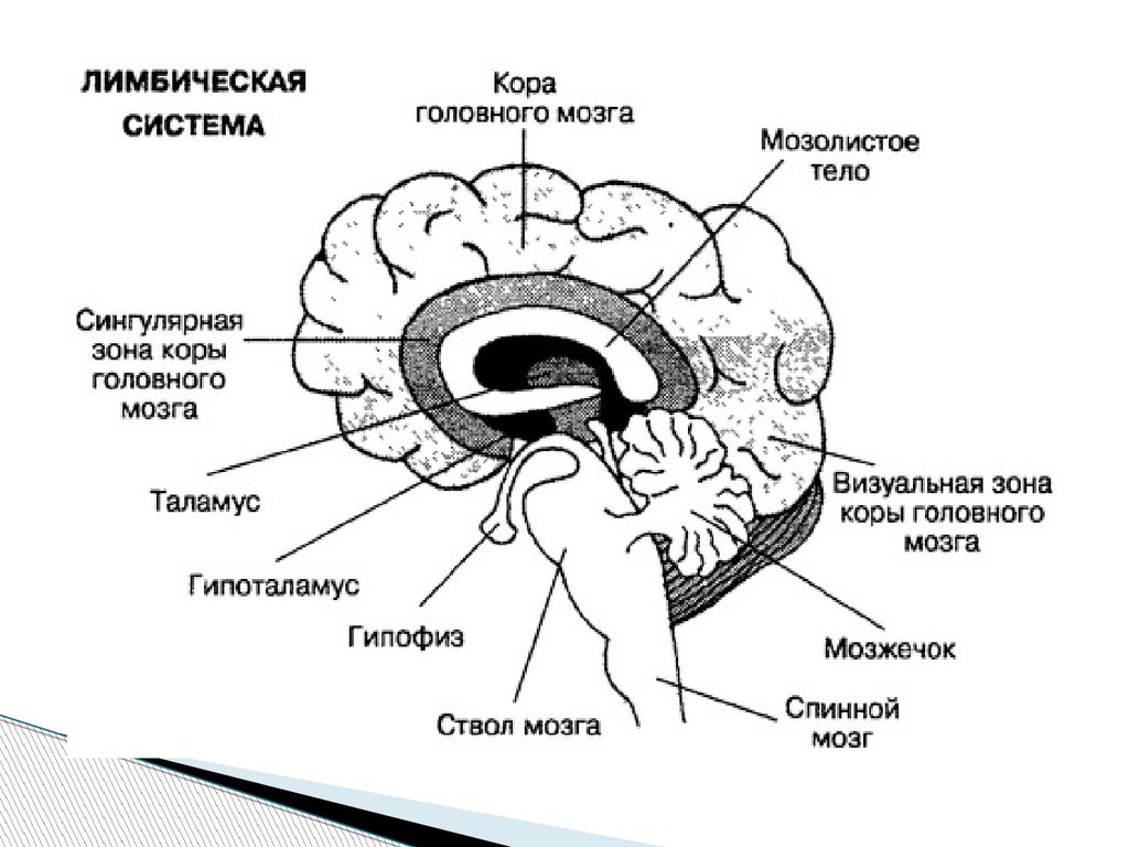 Лимбическая структура мозга. Структура мозга лимбическая система.