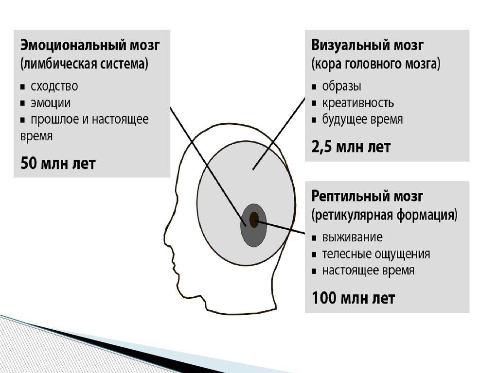 Системы мозга. Лимбический мозг. Лимбическая система. Лимбический мозг функции. Эмоциональные структуры мозга.