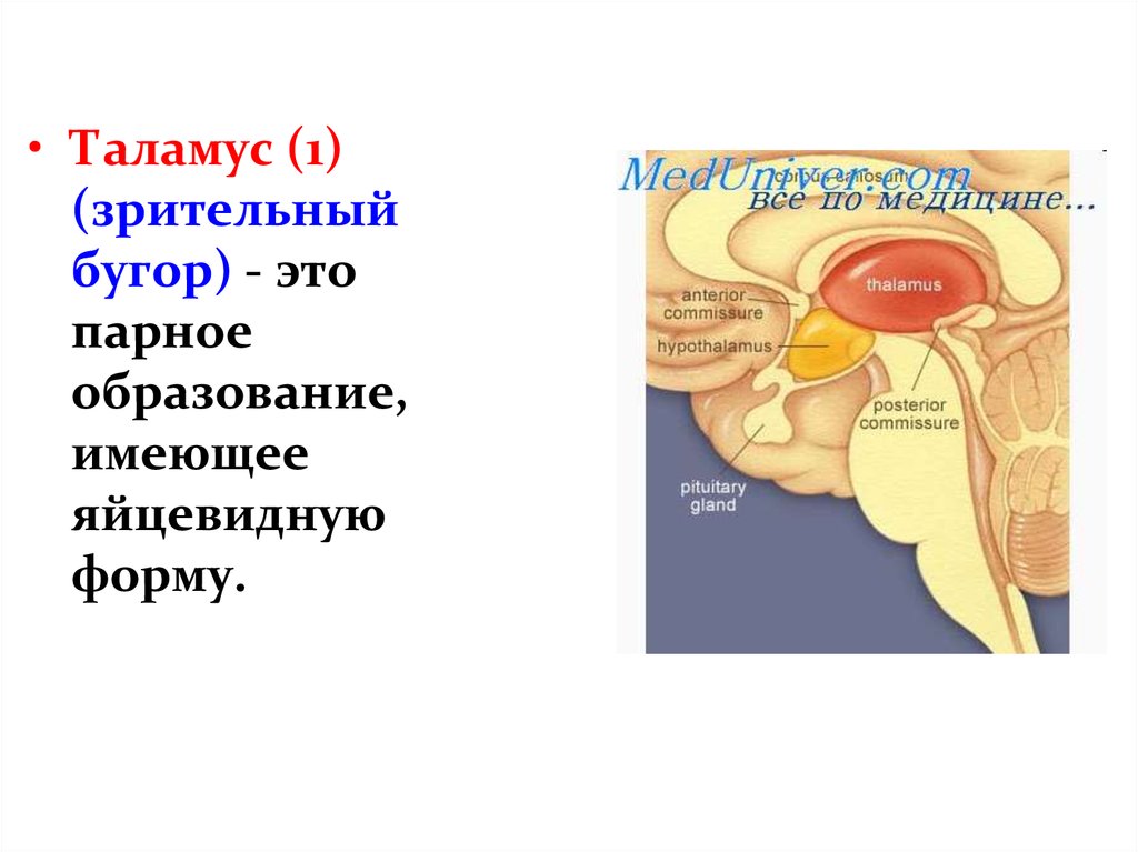 Промежуточный мозг образования. Зрительные Бугры промежуточного мозга. Промежуточный мозг таламус задний мозг. Зрительный бугор таламус. Промежуточный мозг презентация анатомия.